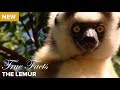 True Facts: The Lemur