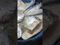 মাছ বাজার #viral ##viralvideo #viralshorts #video #sortsvideo #fish