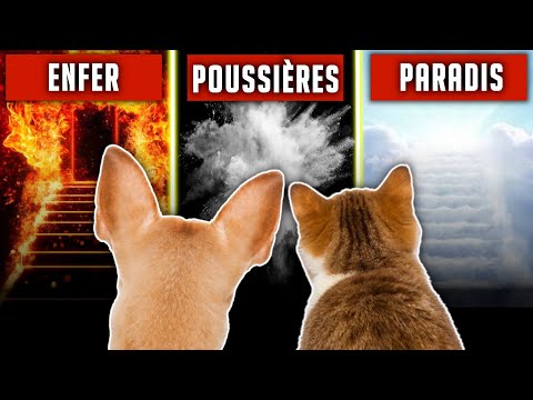 Vidéo: Qu'y a-t-il après les pétales dans le vent ?