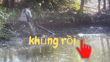 Chưa kịp đặt máy quay thì Sang Rê Lóc lên cá liên tục -Snakehead - Câu cá lóc đồng cùng - Vinh Ròm