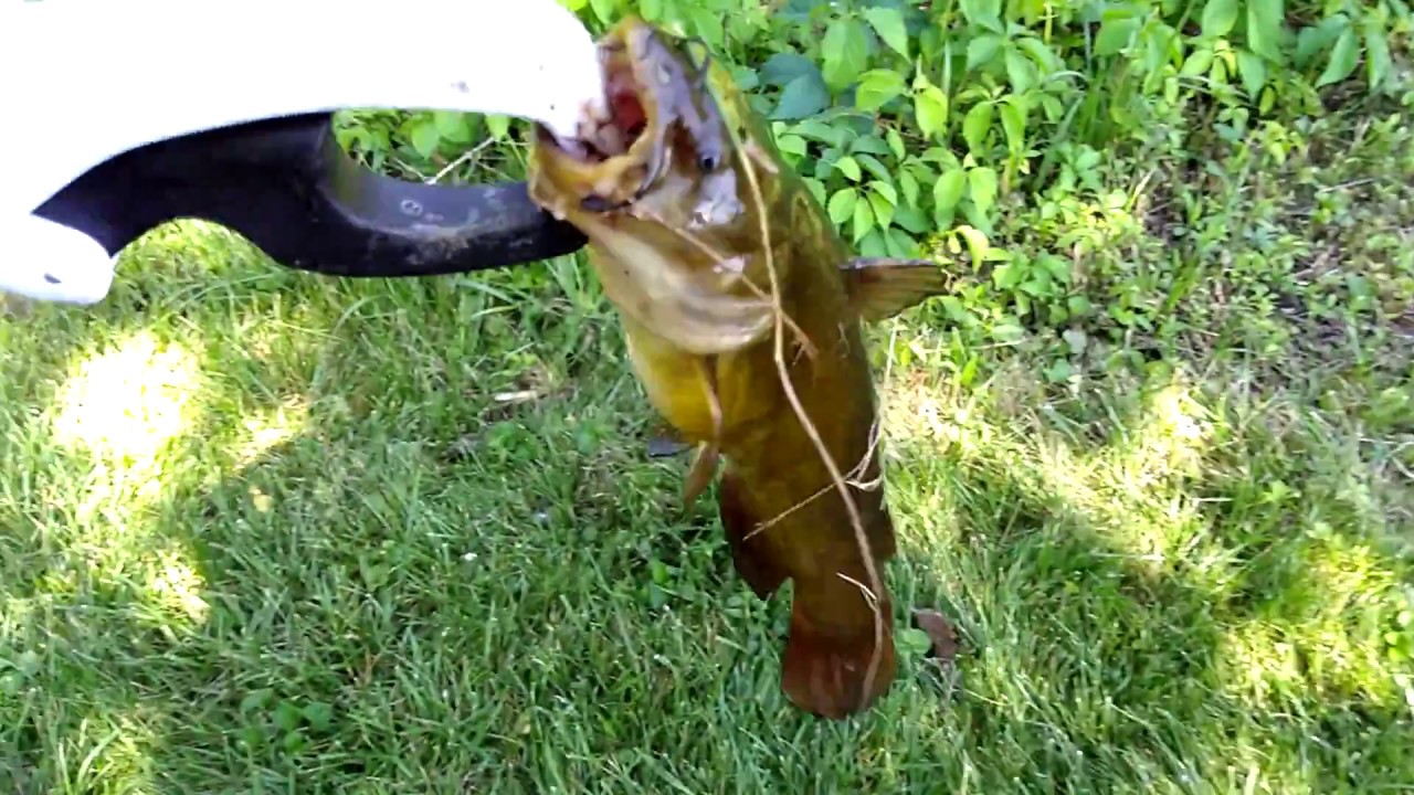 Bullheads... BULLHEADS! How Do These Taste? YouTube