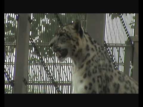 video editing software free lepardi