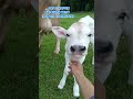 Geboren um zu laufen.... Kaum auf der Welt und schon auf eigenen Beinen 😍🐄😊#kälbchen #biowissen #bio