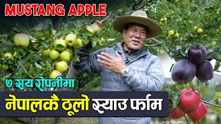 Apple farming in Mustang II मुस्ताङकै ठूलो स्याउ बगान || Karma Gurung -CmNepaliCulture
