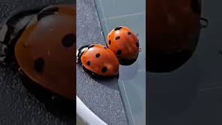ladybirds 🐞🐞 #ladybug #ladybird #ladybirds #bugs #animals #shortsvideo #youtubeshorts
