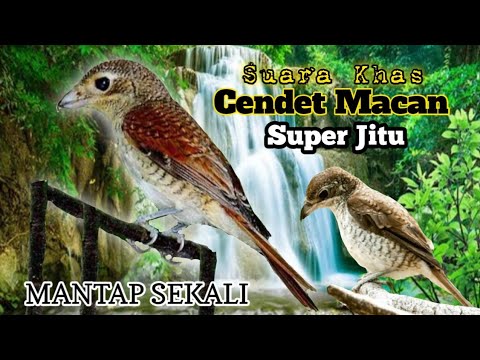 Suara Khas Cendet Macan. Super Jitu.