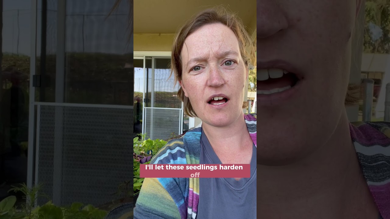 Harden off your seedlings 🌱