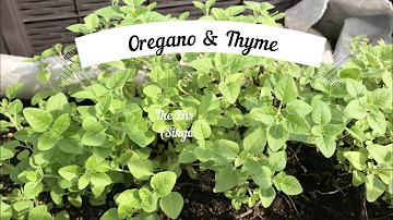 Can you mix oregano and thyme?