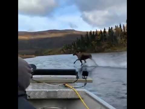 Видео: Могут ли лоси ходить по воде?