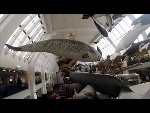Video: Museo De Londres