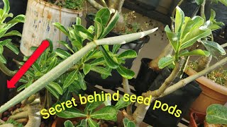 How I got lots of SEEDS PODS of Adenium every year in my garden? Secret behind this.