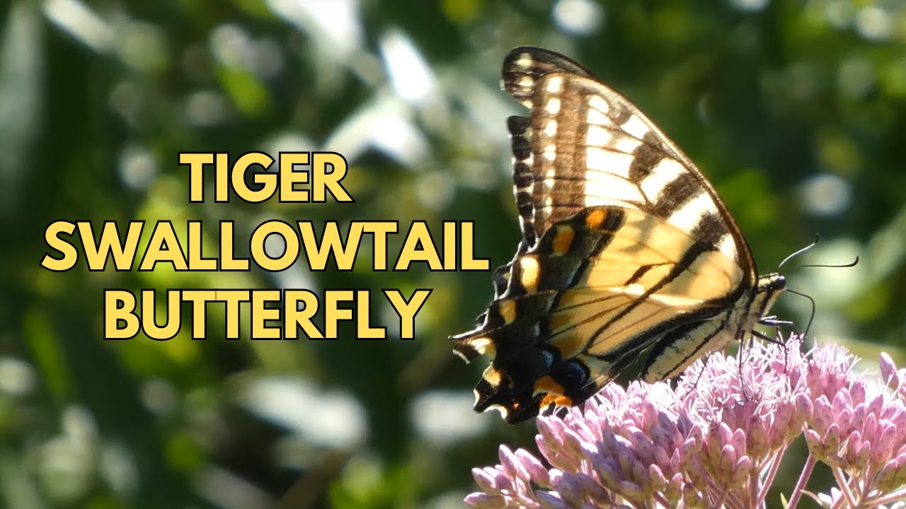 Eastern Tiger Swallowtail "Feeding on Joe-Pye-Weed"