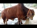 Biggest Cow | Qurbani Cow 2021| Alomgir Rance | Gorur Hat |Eid Collection | Desh program