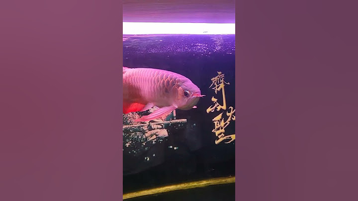 满2岁的50cm 大的背部一条龙的血红龙有芯片证书出售 - 天天要闻