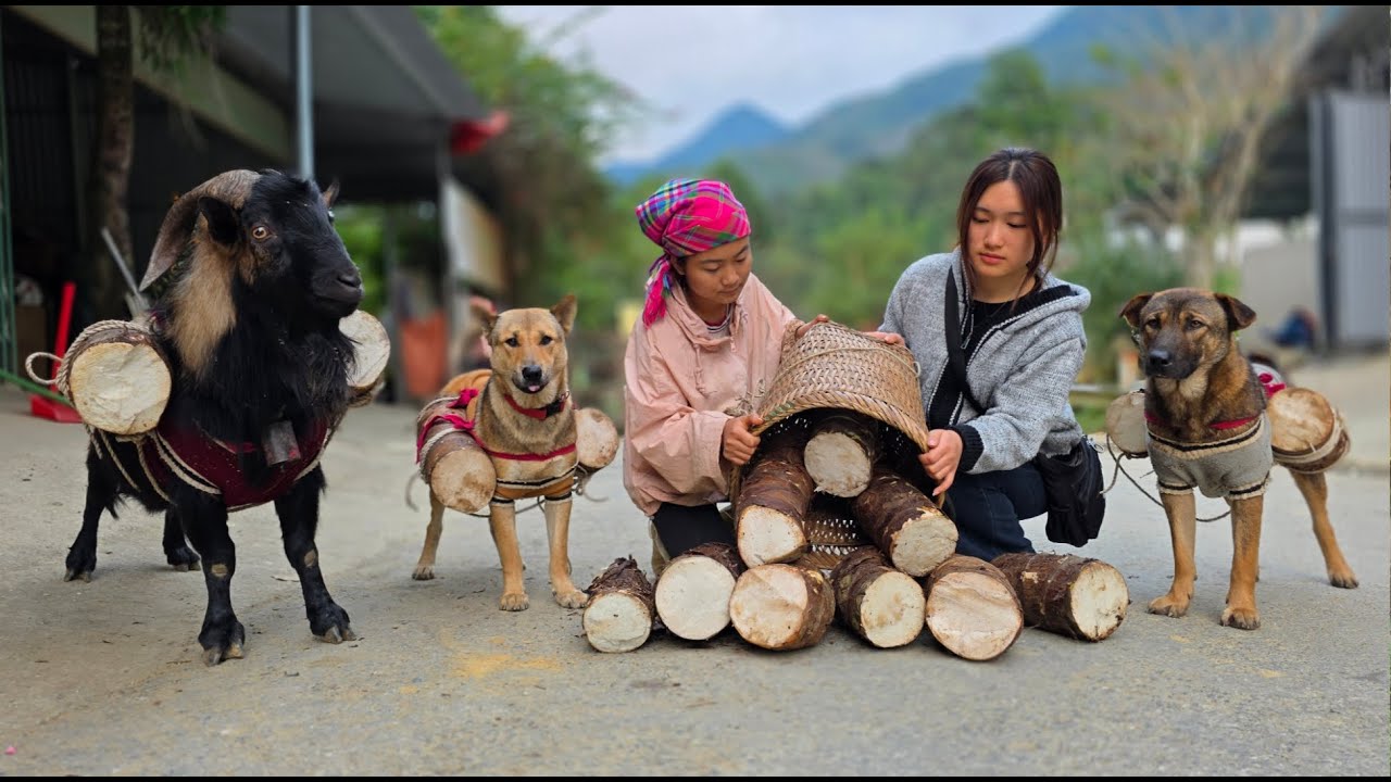 Dogs and a Goat Carry Cassava Home Mountain Livelihood - ha thi muon