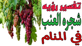 تفسير رؤيه شجره العنب في المنام!مامعني ظهور شجره العنب في الحلم