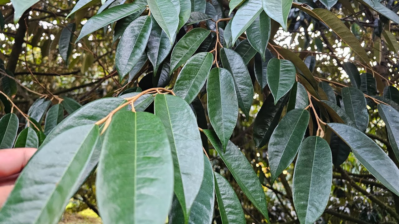 Quy Trình Làm Bông Thuận Vụ Đơn Giản Hiệu Quả