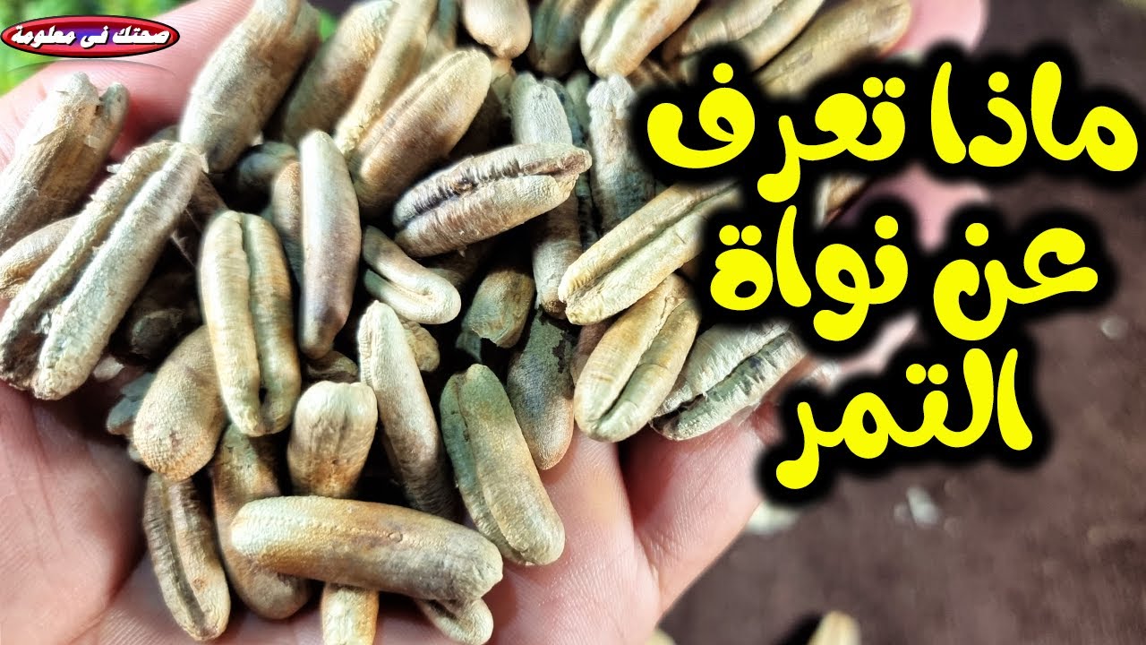 ماذا تعرف عن نواة التمر 17 فائدة عجيبة فى نواة التمر ؟ معلومات ذهبية عن نواة التمر