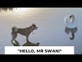 Shikoku dog meets SWAN! の動画、YouTube動画。