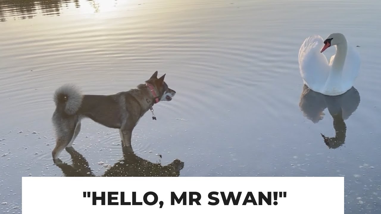 Shikoku-Ken Zara meets a beautiful but mean SWAN!