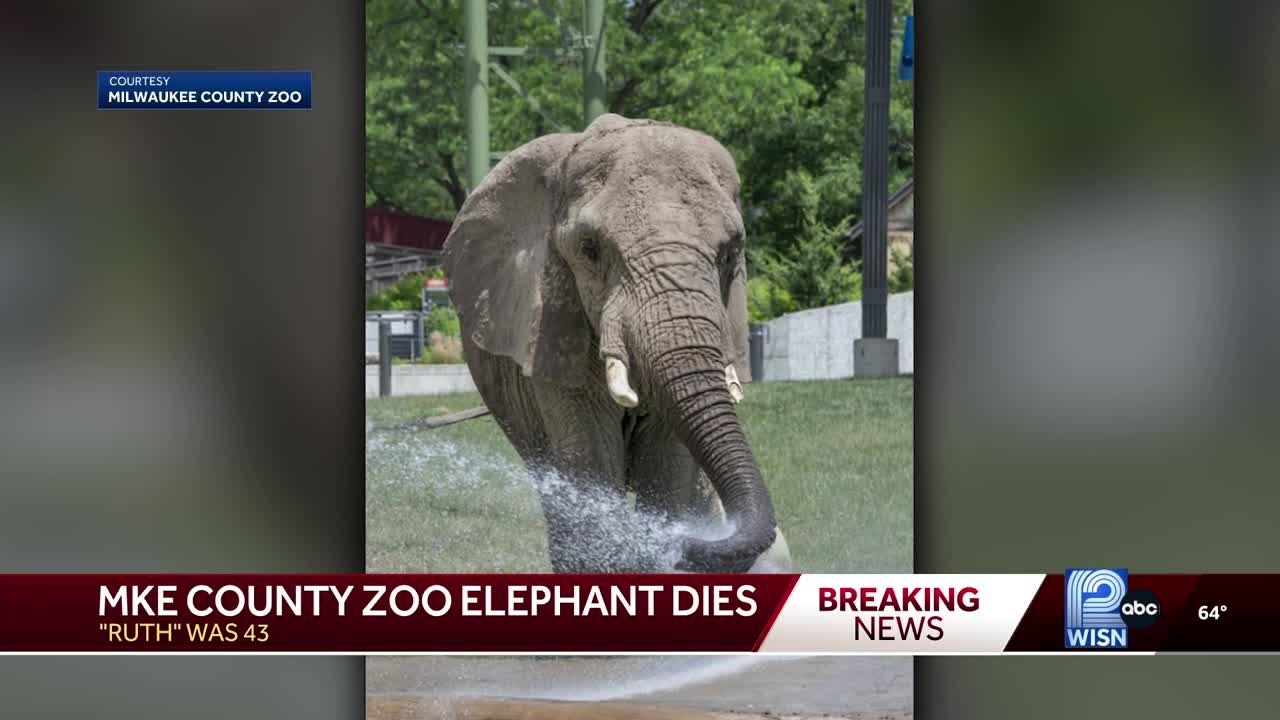 Milwaukee County Zoo euthanizes Ruth the elephant, 43