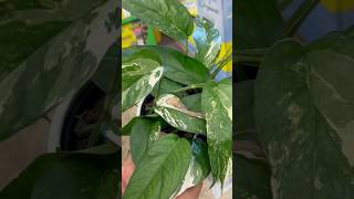 Costa Farms Epipremnum Pinnatum Albo at Home Depot in Woodbury, MN!