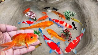 Serok ikan hias warna-warni, ikan koi, ikan mas koki lucu, ikan komet, ikan gurami hias, kura-kura
