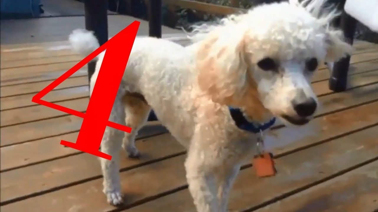 Milo And Max Season 1 Episode 4