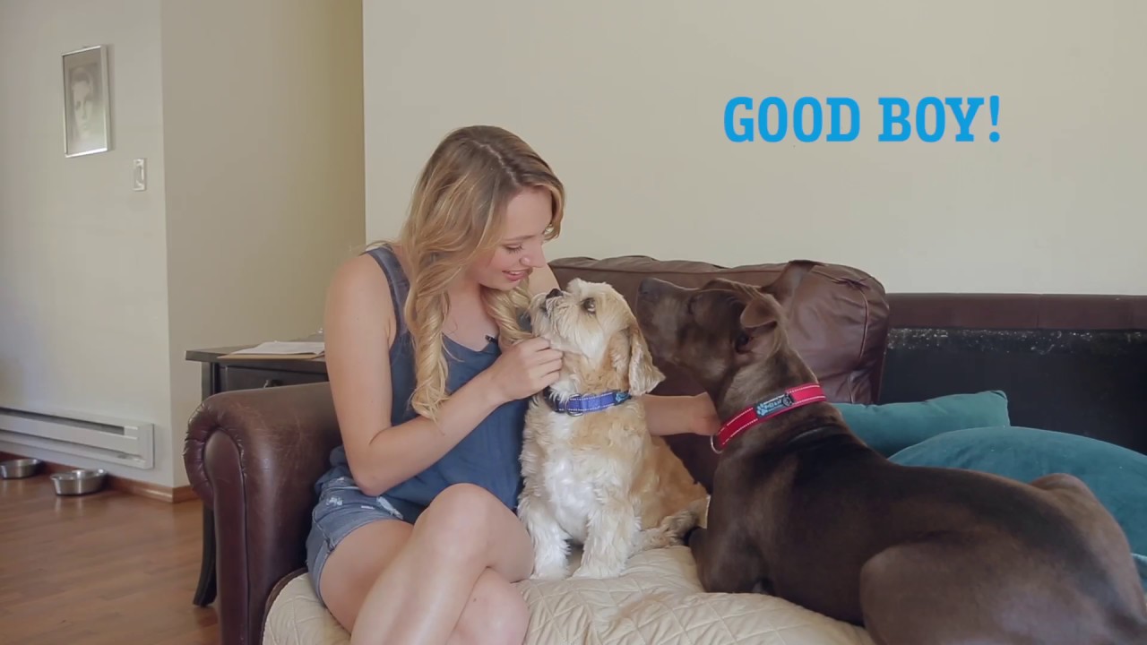 Do Dogs Better Understand Tone Or Meaning?