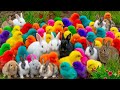 Tangkap Ayam Lucu, Ayam Warna Warni, Ayam Rainbow Gokil, Kelinci, Kucing Lucu, Bebek, Hewan Lucu
