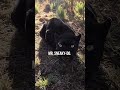 Hanging with BLACK LEOPARDS | The Lion Whisperer