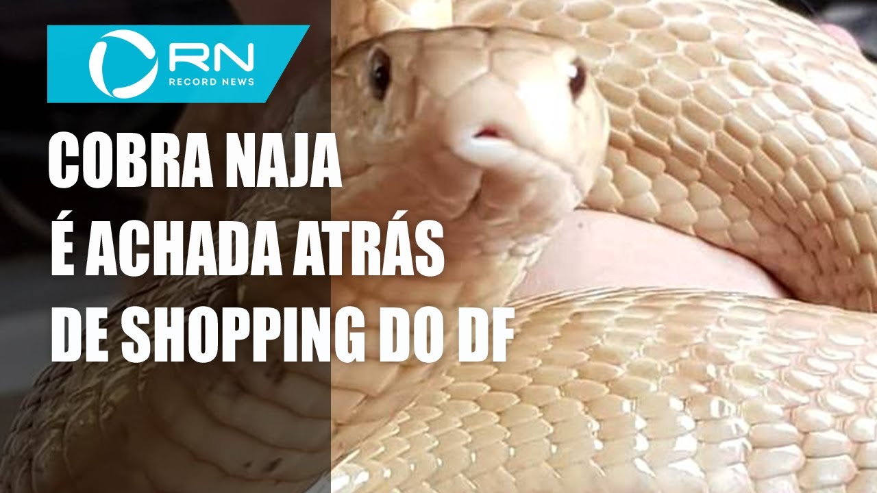 O que significa sonhar com cobras? Descubra o sentido de sonhos curiosos -  Saúde - Estado de Minas
