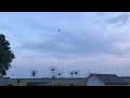 Purple martins