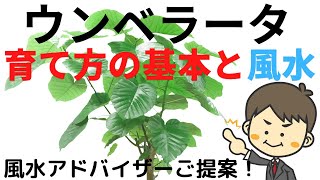 ウンベラータを元気に育てるたった4つのポイントと風水のお話し 観葉植物と風水のグリーンスマイルblog