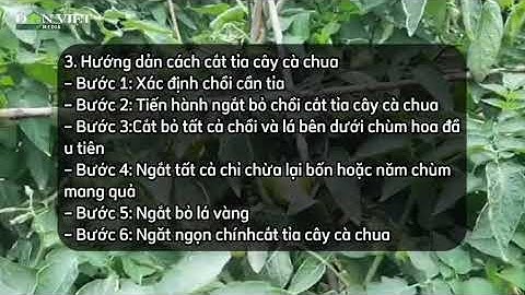 SỔ TAY NHÀ NÔNG: Bí kíp cắt tỉa cây cà chua giúp quả to và sai quả