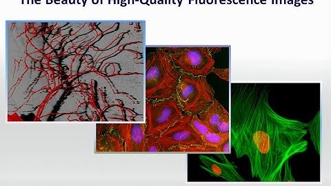 Molecular Probes Educational Webinar: A comparison of basic immunofluorescent labeling strategies