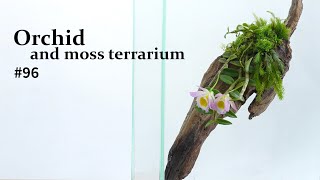 How to grow orchids and moss on driftwood #96