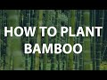How to Plant Clumping Bamboo