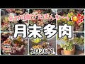 冬の可愛さたまんないね😍【月末多肉】2026.1