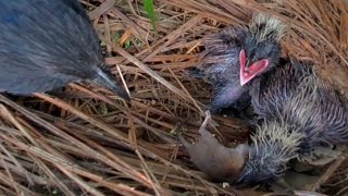 ANAK BURUNG BUBUT JAGO BANGET MAKAN BERAGAM JENIS HEWAN TELAN UTUH