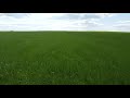 Полюдовский Продукт: поля сеяных травосмесей для производства сена и гранулированной травяной муки.