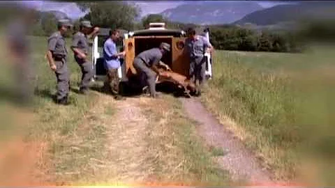 Dove vedere animali Trentino?