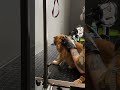 Салон BARBERDOG г. Астана