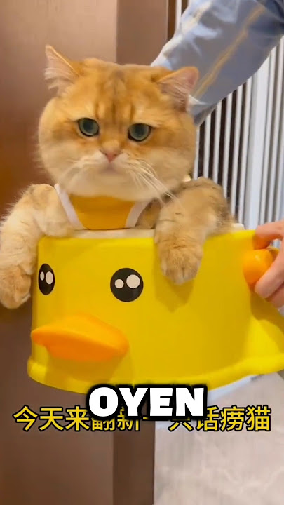 Waktunya Mandi Berakhir Bertengkar! 😾 #shortsfeed #cat #kucing #oyen #humor #shorts