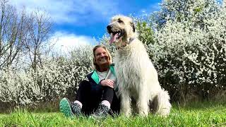 Irish Wolfhound BAXON  Irský vlkodav České Budějovice MVP 14.4.2024