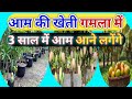🌱 गमले में आम की खेती कैसे करें | Mango Tree in Pot Full Guide in Hindi || #MangoCroping
