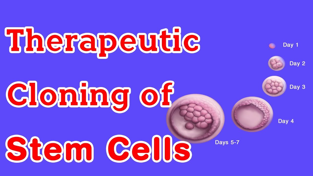 Therapeutic Cloning