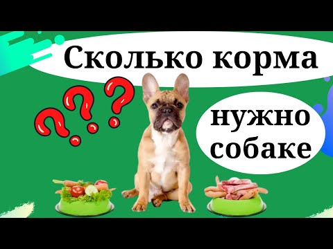Сколько корма нужно собаке?