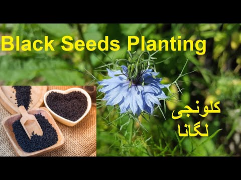 kalonji l Grow Seeds l black seeds harvest l Black Seeds Benefits jcp with ashraf - YouTube