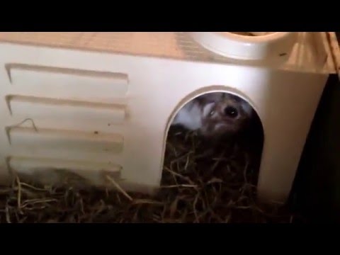 Présentation de la cage de mon lapin